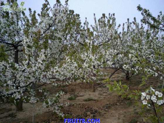 Ƭ 008.jpg