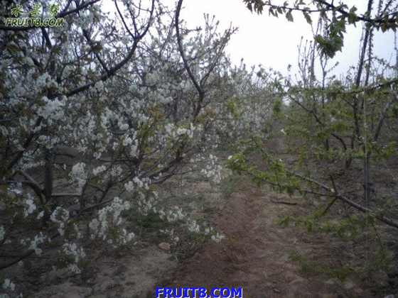 Ƭ 001.jpg