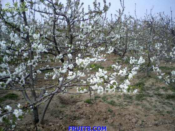 Ƭ 011.jpg