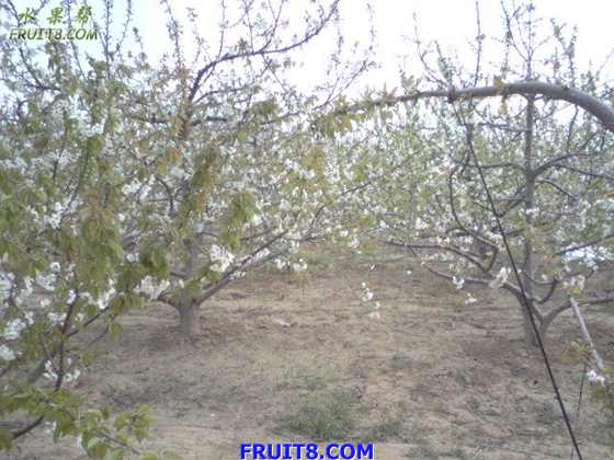 Ƭ 009.jpg