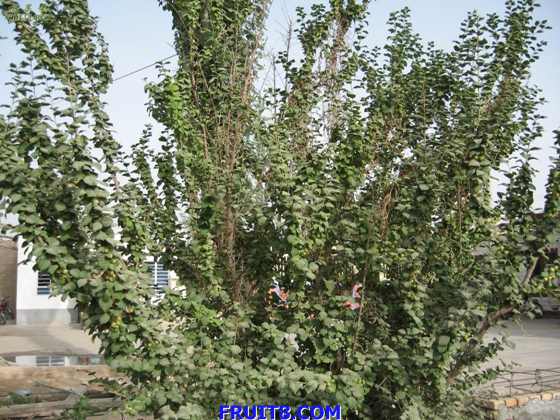 ëӣResize of IMG_3337.jpg