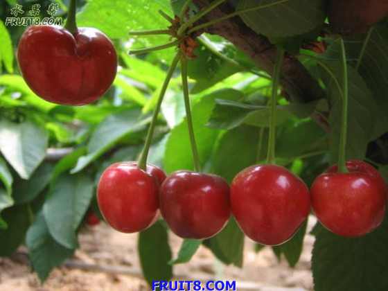 20080512ӣҹܹ 258.jpg