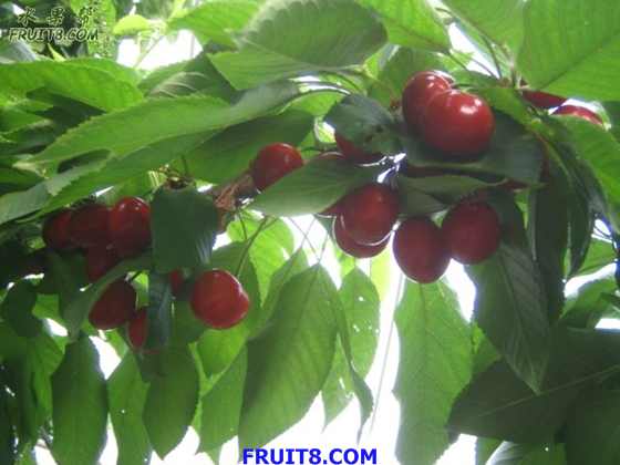 20080512ӣҹܹ 226.jpg