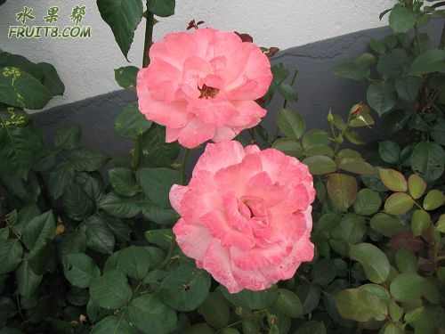 Ƭ 008.jpg