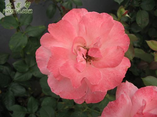 Ƭ 009.jpg