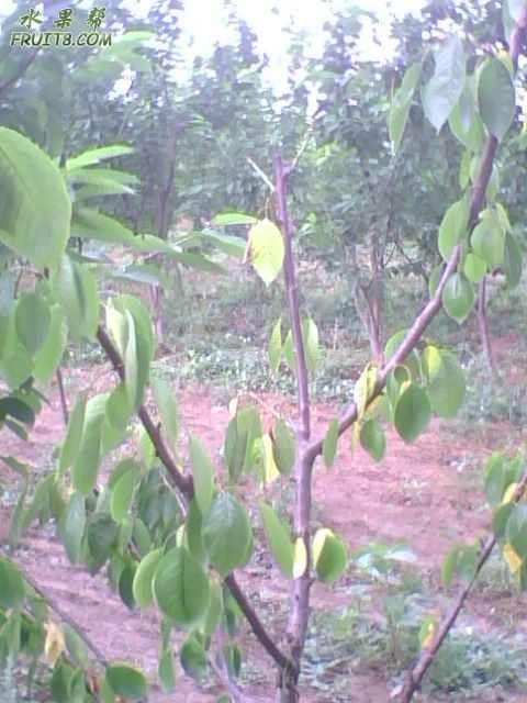 IMG0557A.jpg
