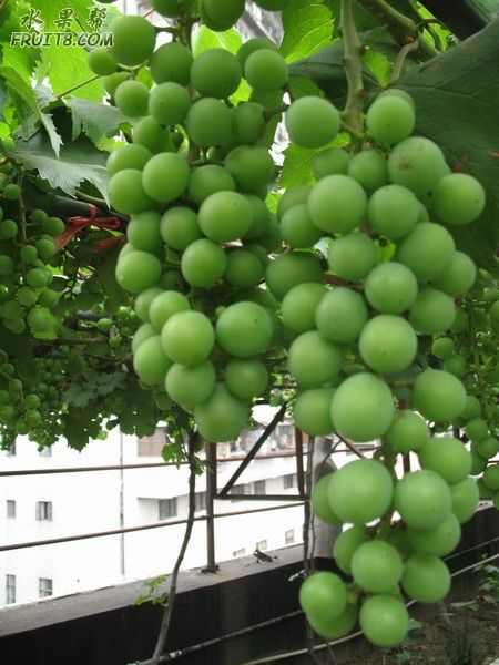 ת IMG_2960.JPG