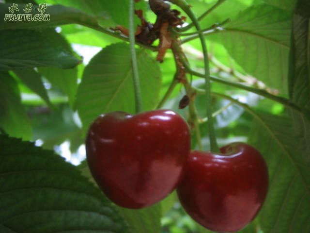 200805242527 032.jpg