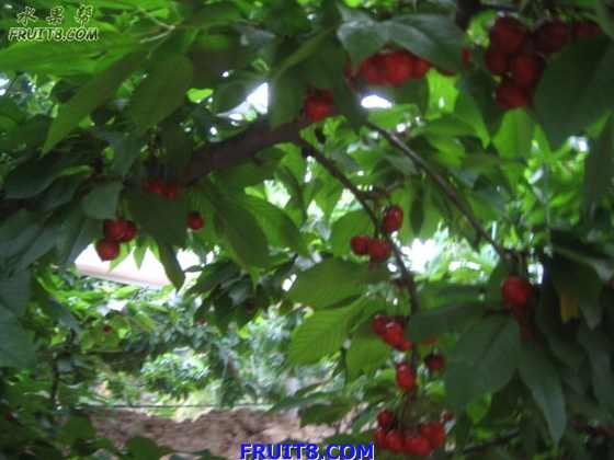 200805242527 027.jpg