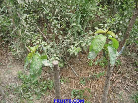 Resize of IMG_6299.jpg