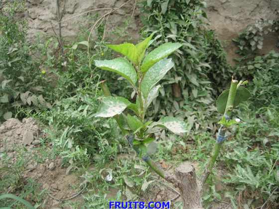 Resize of IMG_6291.jpg