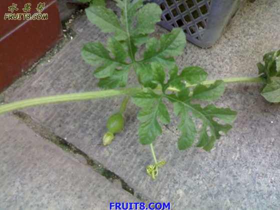 20080704300a.JPG