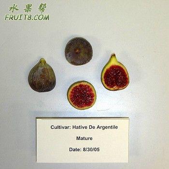 Hative De Argentile.jpg