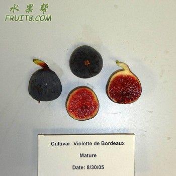 Violette de Bordeaux.jpg