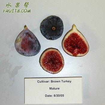 Brown Turkey.jpg