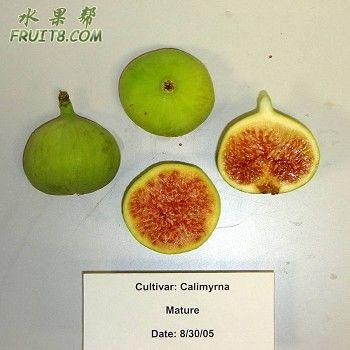 Calimyrna.jpg