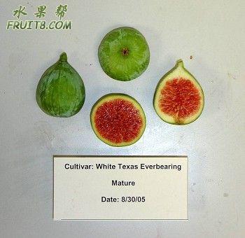 White Texas Everbearing.jpg