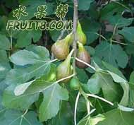 plant_ficus_carica___brown_turkey___1_57.jpg