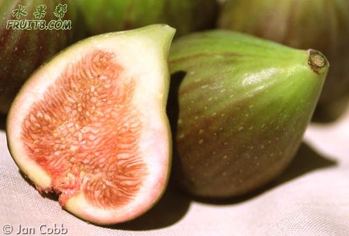 Brown_Turkey_Fig_169.jpg