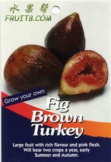 Fig-Brown-Turkey.jpg