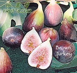 Brown-Turkey.jpg