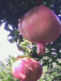 IMG0162A.jpg