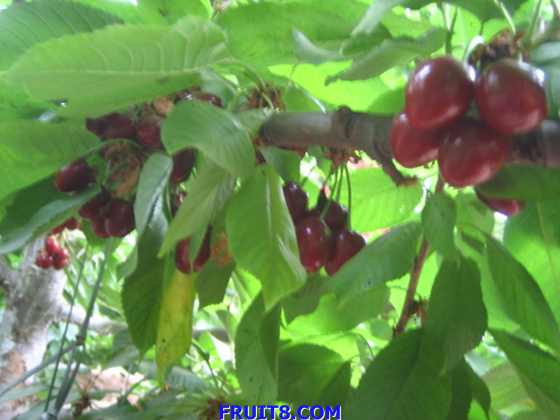 20080506 001.jpg