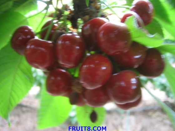 20080506 006.jpg