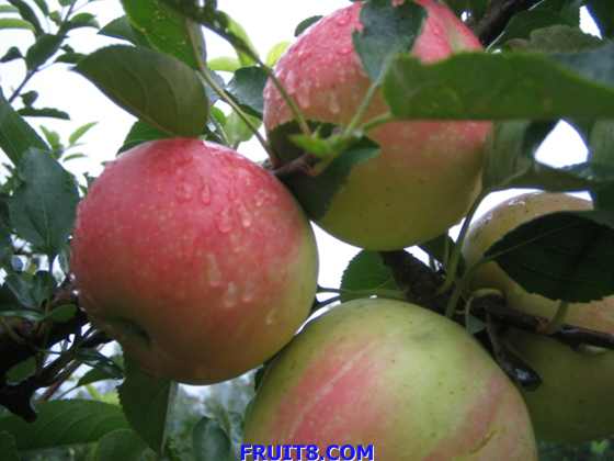 20080722pg 020.jpg