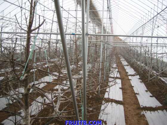 Ƭ 052.jpg