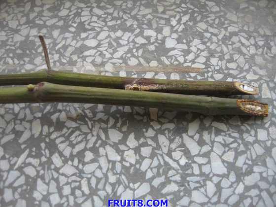 ������С IMG_2654.jpg