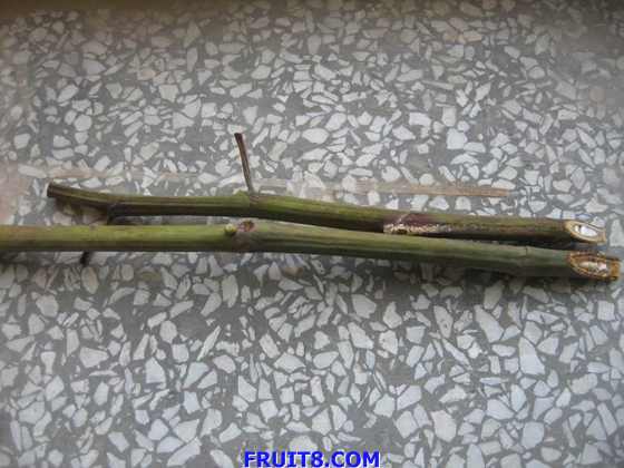 ������С IMG_2653.jpg