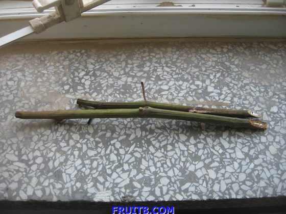 ������С IMG_2652.jpg