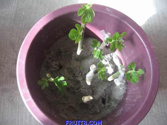 ������С IMG_2738.jpg