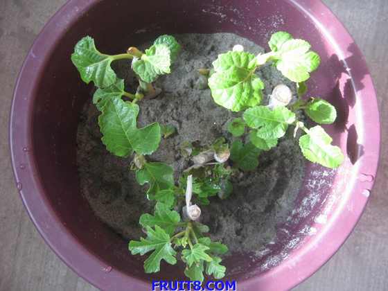 ������С IMG_2734.jpg