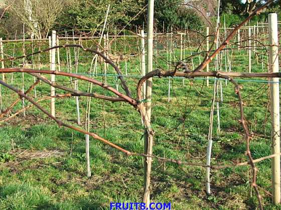 vine_to_prune_2.jpg