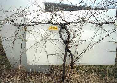 dechaunac-unpruned.jpg