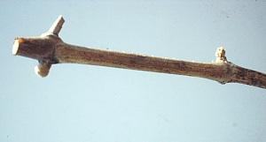 dechaunacbudswell.jpg