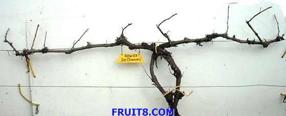 dechaunac-pruned-large.jpg