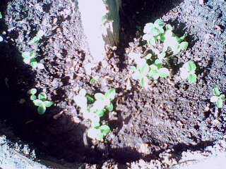IMG0066A.jpg