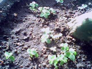 IMG0062A.jpg