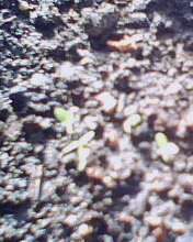 IMG0049A.jpg