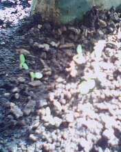 IMG0057A.jpg