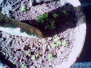 IMG0065A.jpg