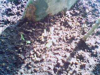 IMG0059A.jpg