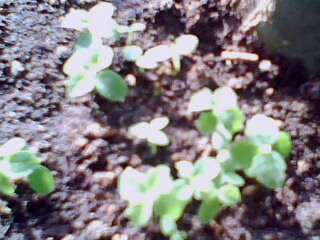 IMG0063B.jpg