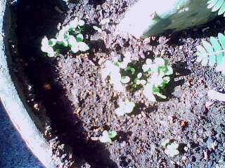IMG0068A.jpg