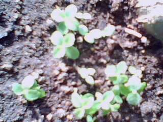 IMG0064A.jpg