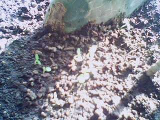 IMG0058A.jpg