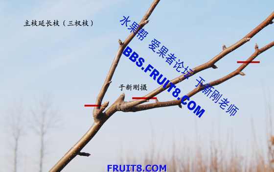 ��֦�ӳ�֦(���֦).jpg
